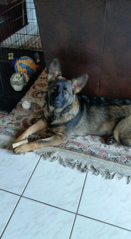 CHASE 7 Months 2016