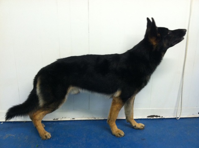 Kraken OFK9 Awsum Sire