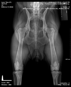 Ilsa Hips