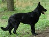 LightningblackShelby Stolhammer FOUNDATION SIRE (Shelby)