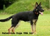 Djacky Van Romantos Hoeve