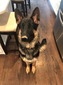 Rocco (Rocco)